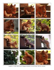 Eichhörnchen-Fotos-Memo-Aufdeckspiel-4.pdf